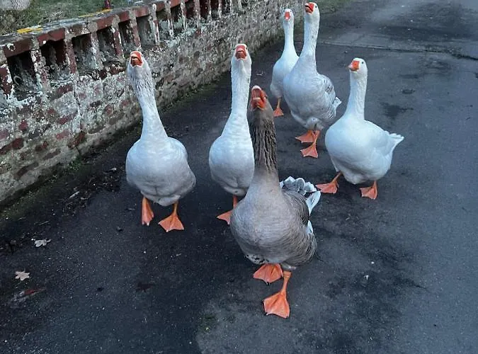 Chateau Le Withof Gasthuis Bourbourg